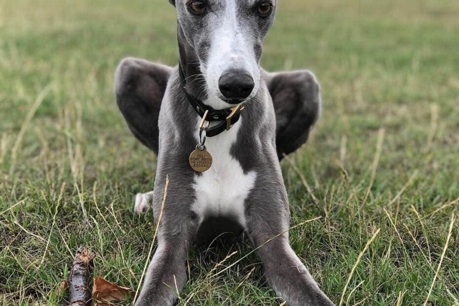 10 Dog Breeds With Blue Coats With Info U0026 Pictures Hepper Pet Resources