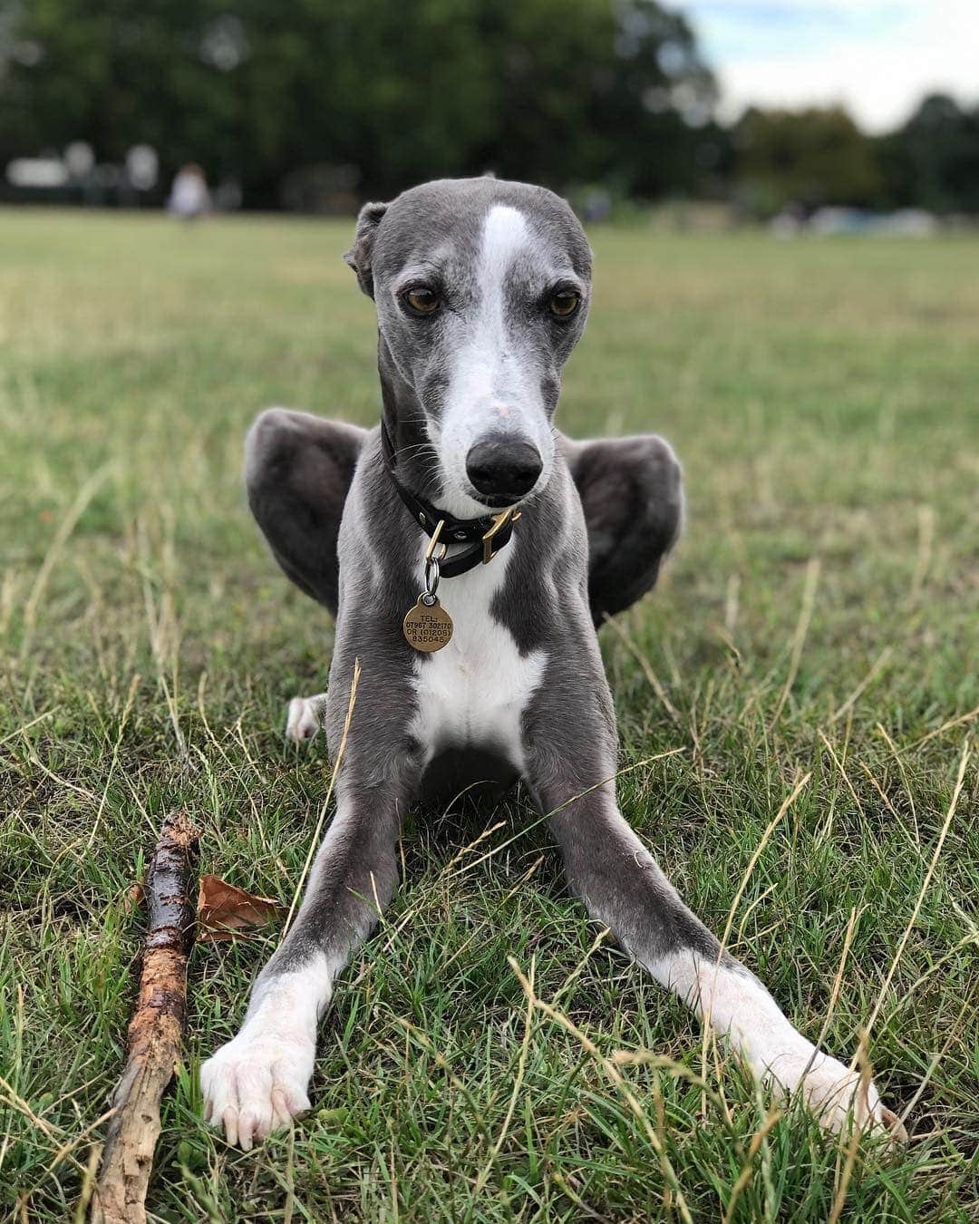 10 Dog Breeds With Blue Coats With Info U0026 Pictures Hepper Pet Resources