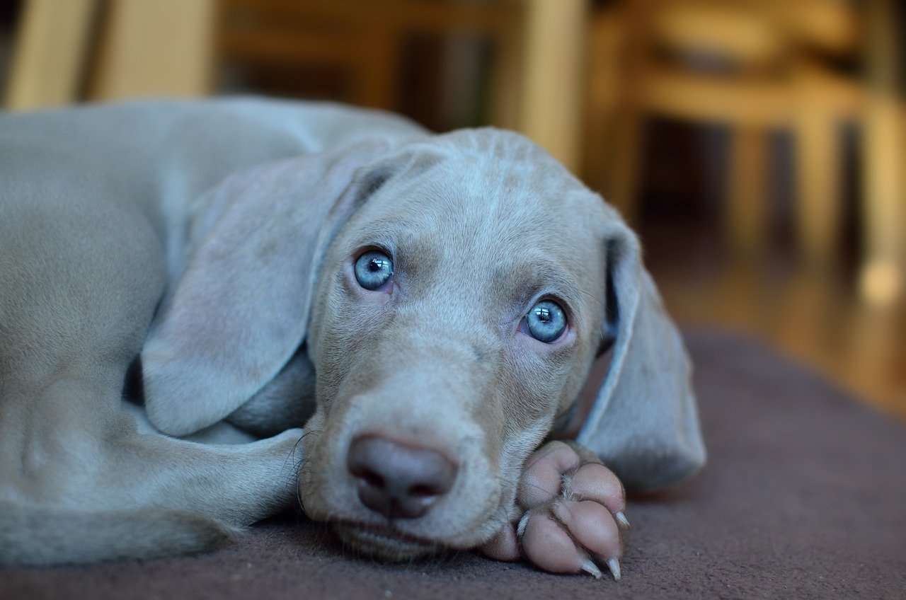 10 Dog Breeds With Blue Eyes Info Pictures U0026 History Dogster