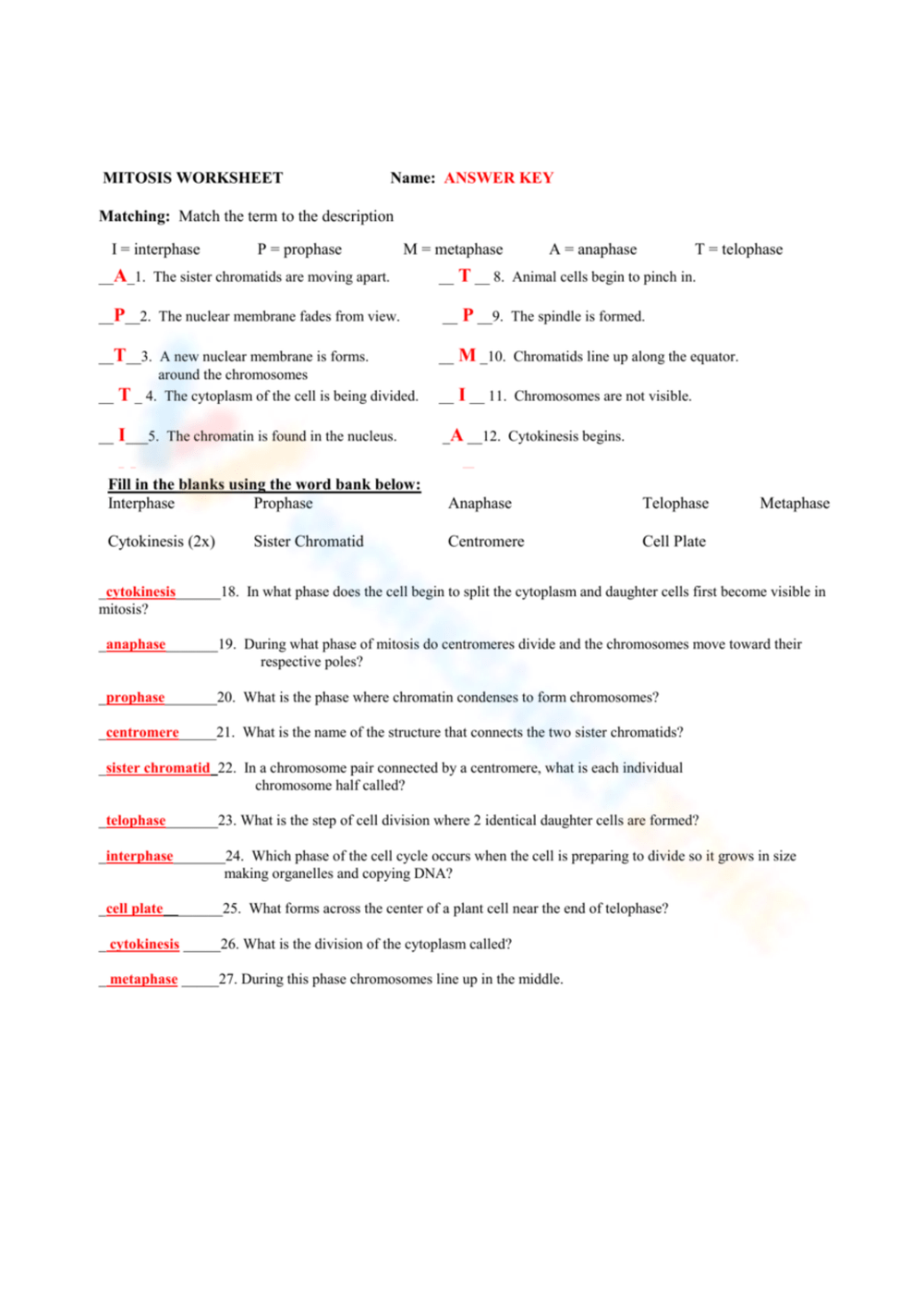 10 Free Printable Mitosis Worksheet Answers For Students 
