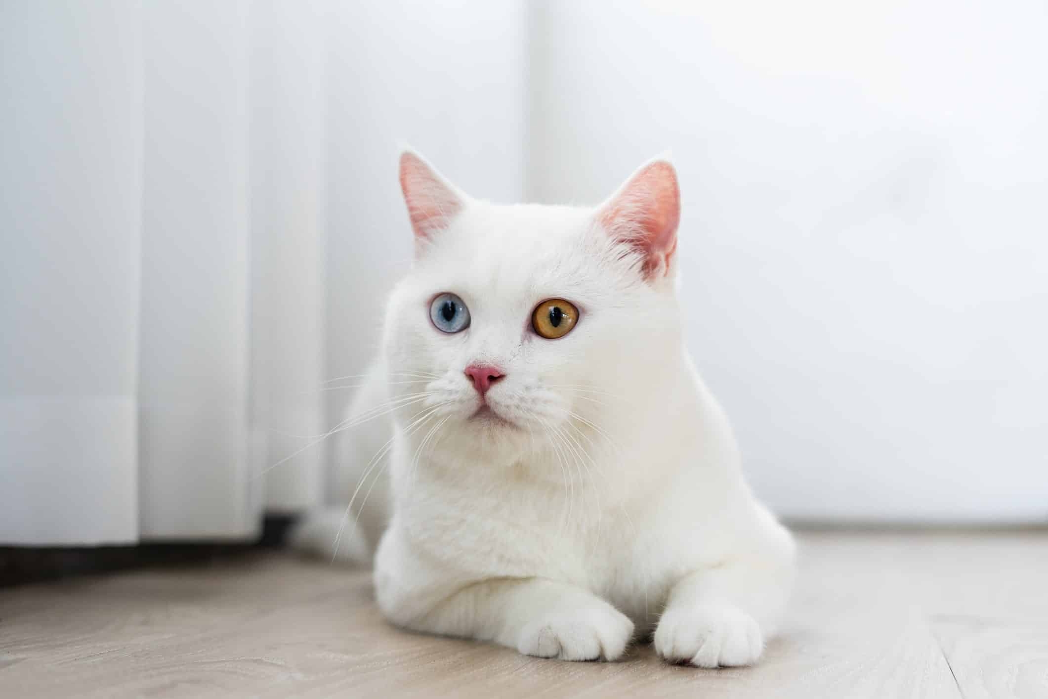 does cat color affect personality