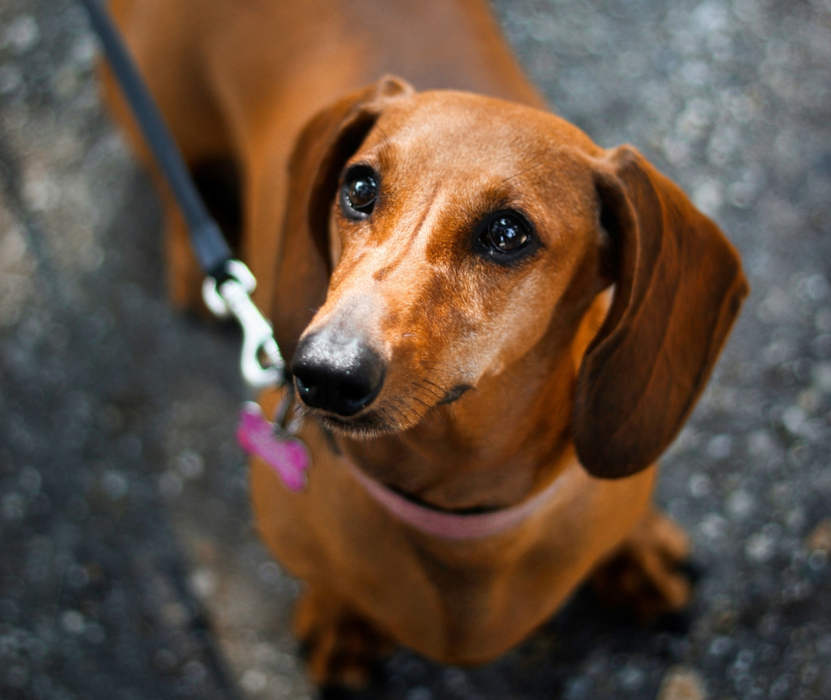 dog names for tan colored dogs