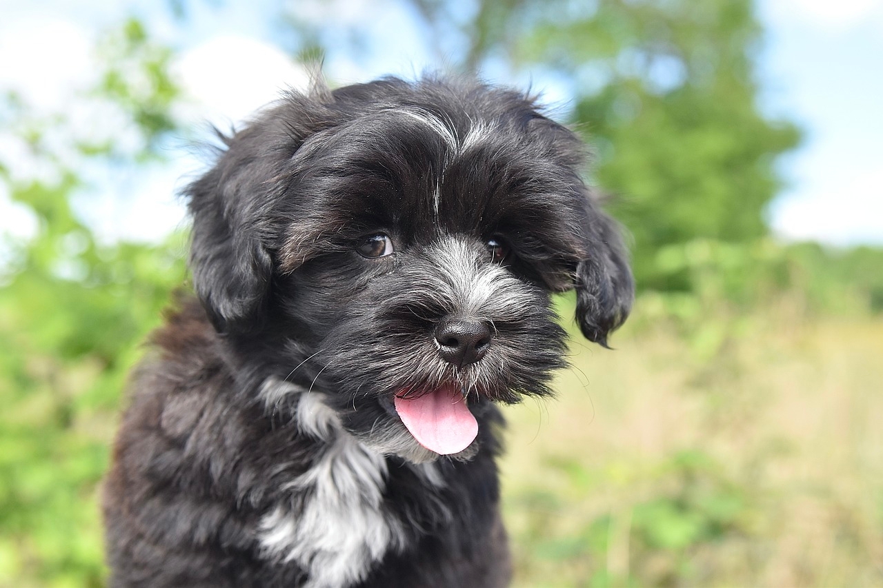 11 Adorable Havanese Colors With Pictures Dogster