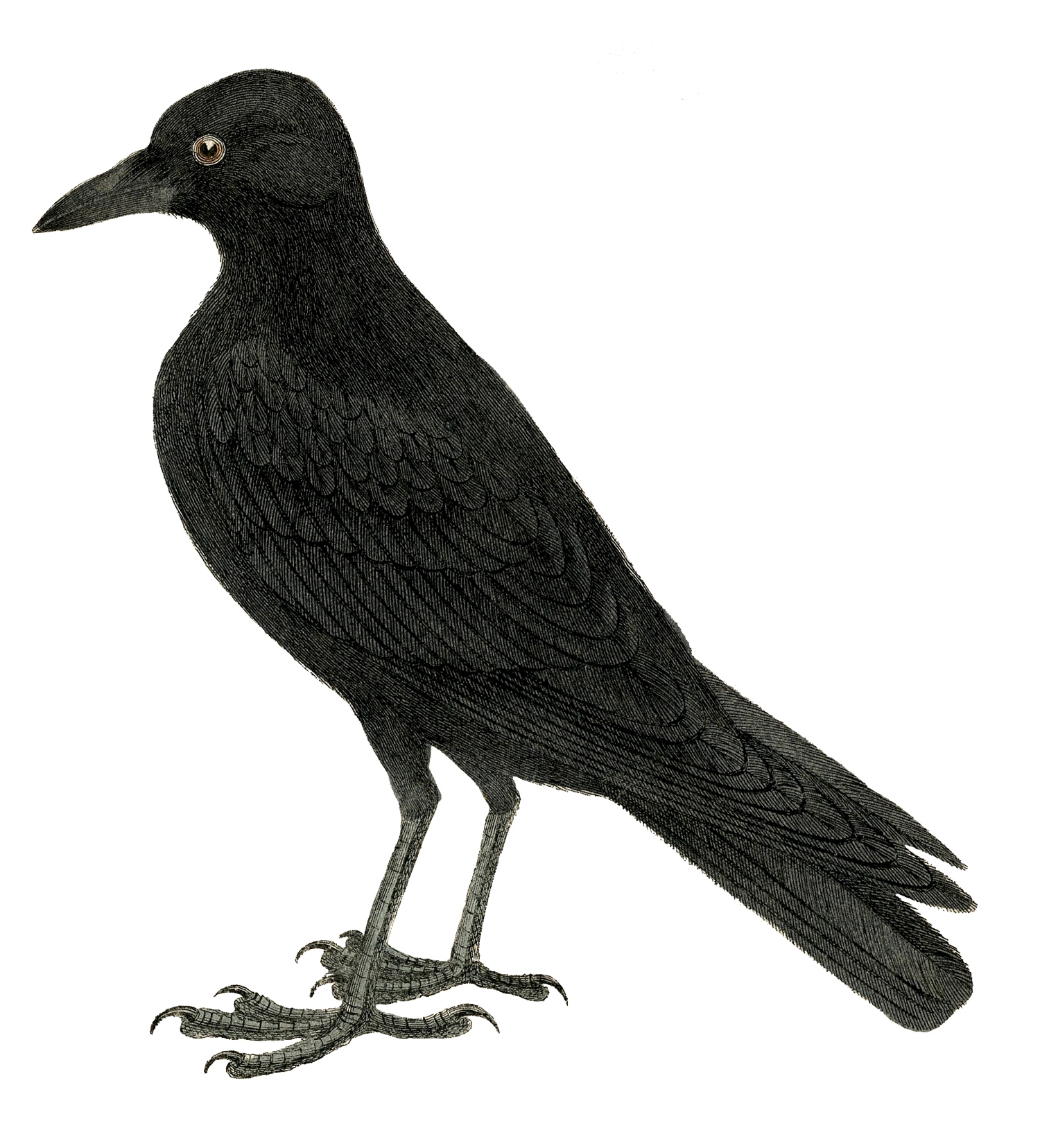 crow template printable