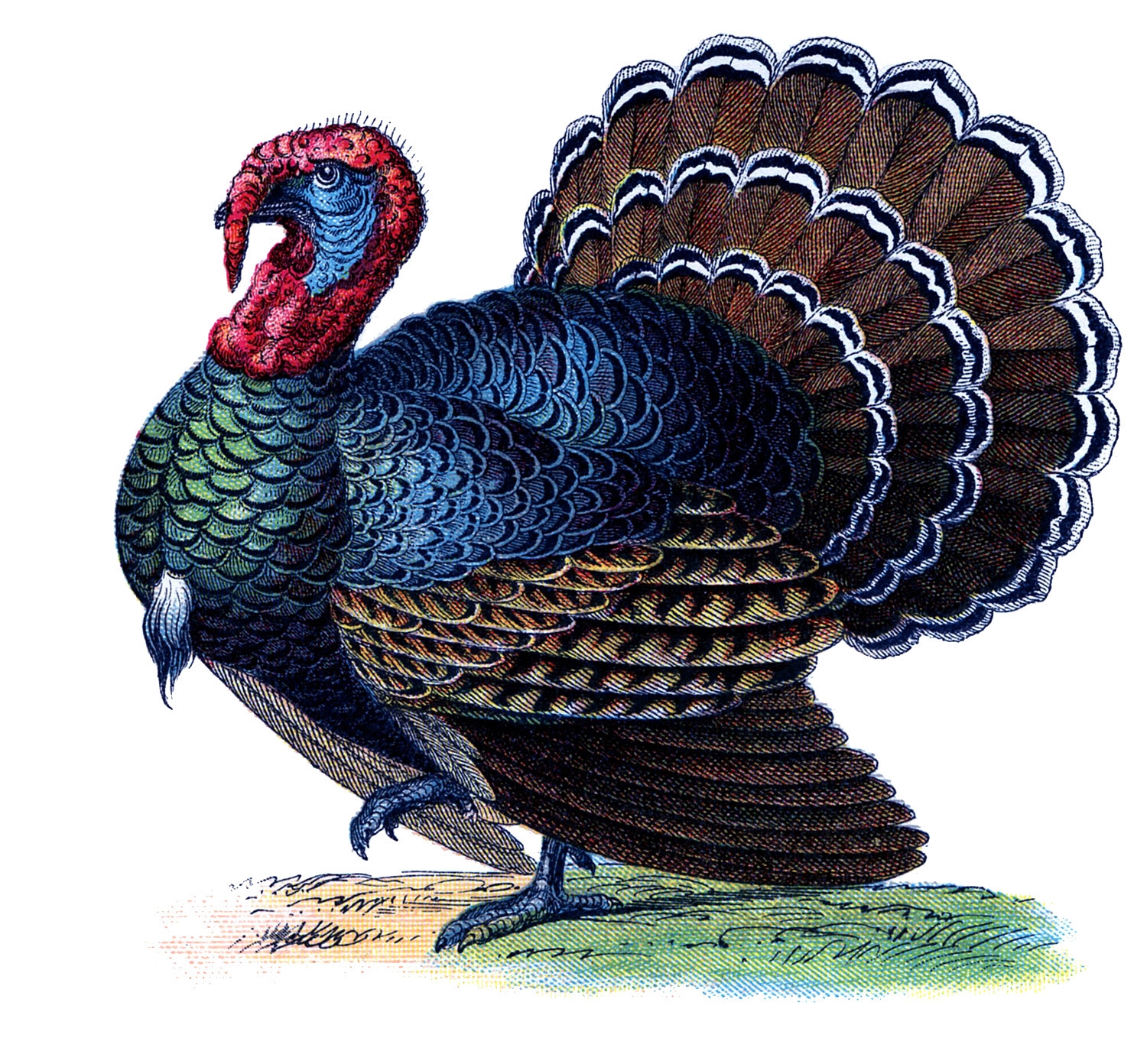 12 Thanksgiving Turkey Pictures The Graphics Fairy
