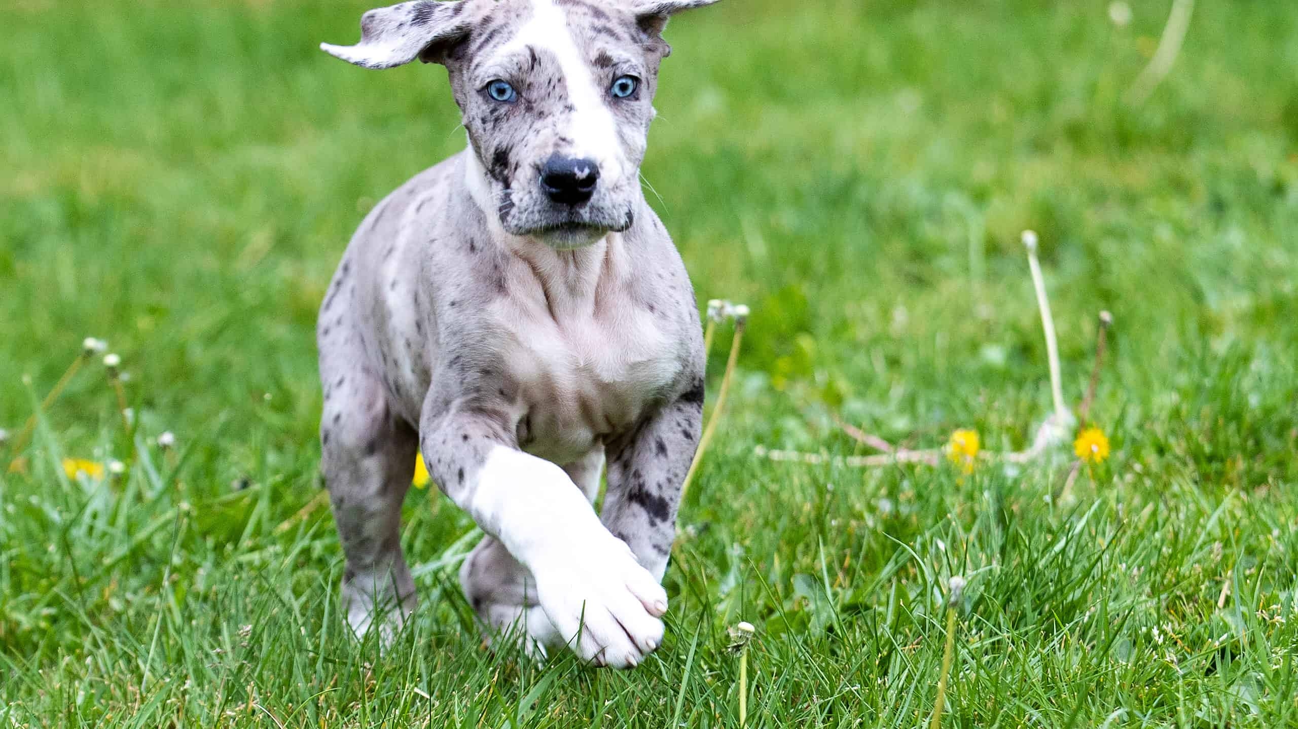 dog breeds blue color