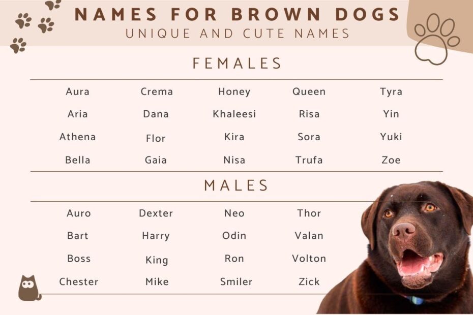 120 Names For Brown Dogs Unique Brown Dog Name Ideas