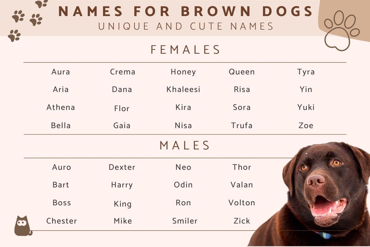 120 Names For Brown Dogs Unique Brown Dog Name Ideas