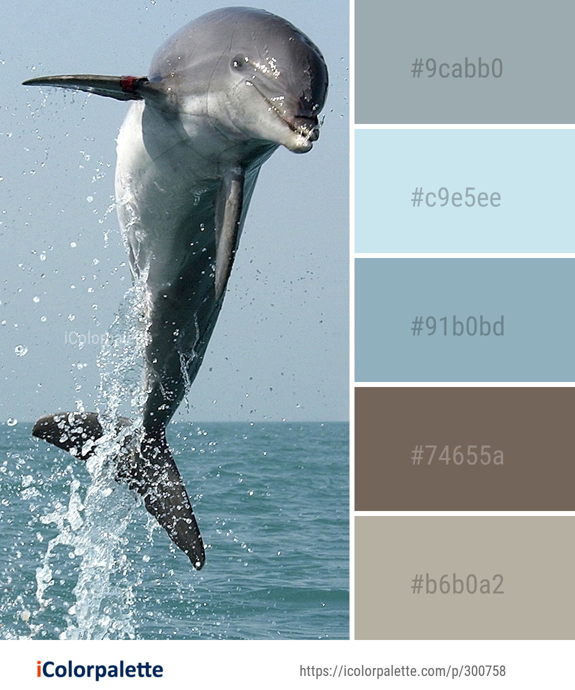 13 Common Bottlenose Dolphin Color Palette Ideas In 2025 IColorpalette
