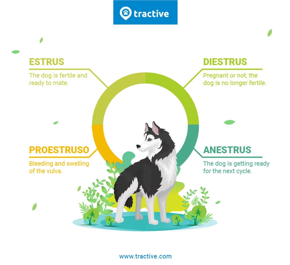 14 Common Behaviors Of A Female Dog In Heat Tractive