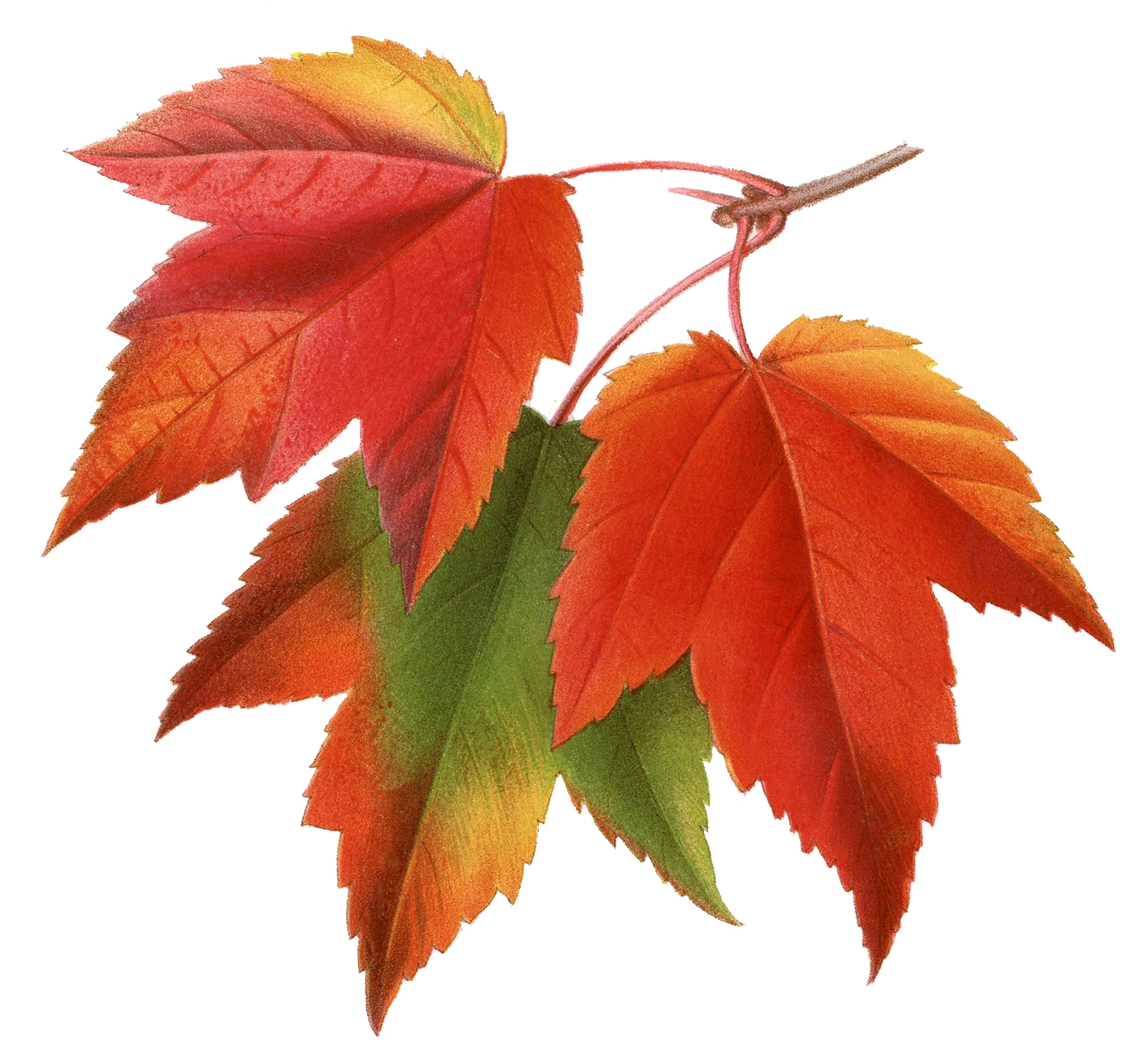 colorful leaves printable