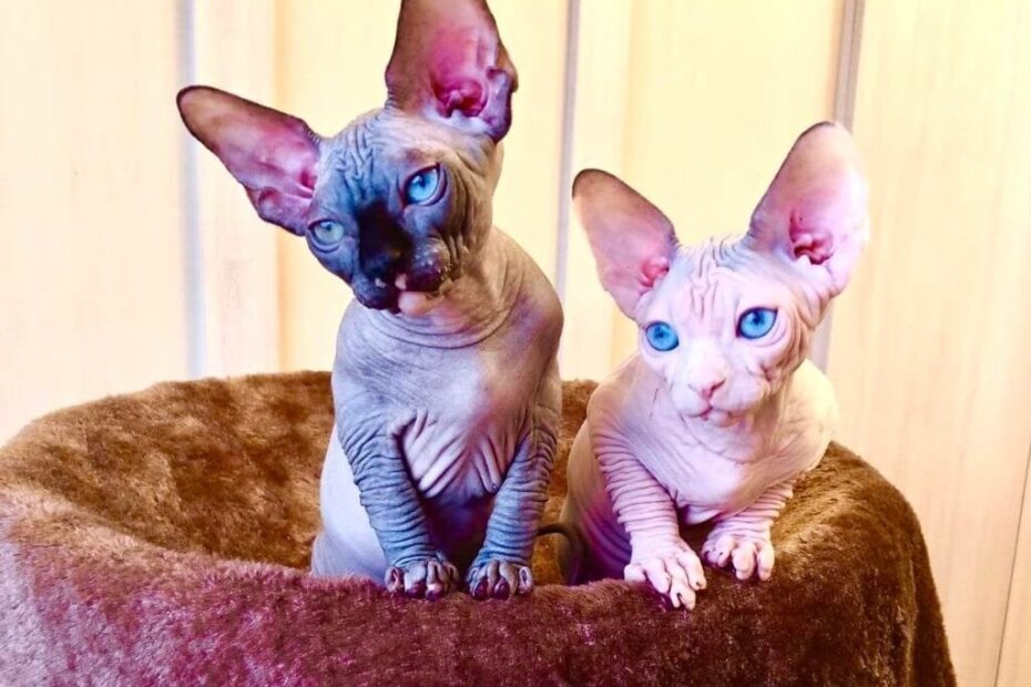 15 Best Sphynx Cat Colors And Patterns Purradox Sphynxery