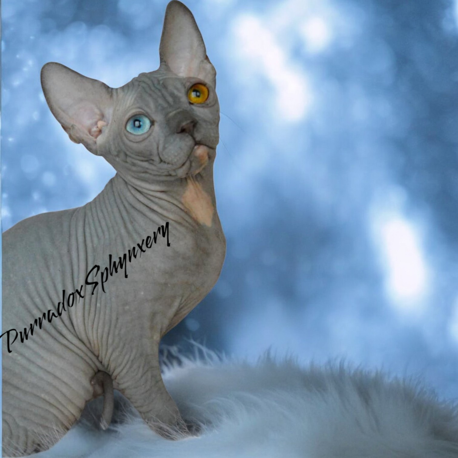 15 Best Sphynx Cat Colors And Patterns Purradox Sphynxery