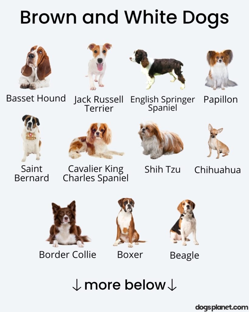 15 Brown And White Dog Breeds With Pictures DogsPlanet