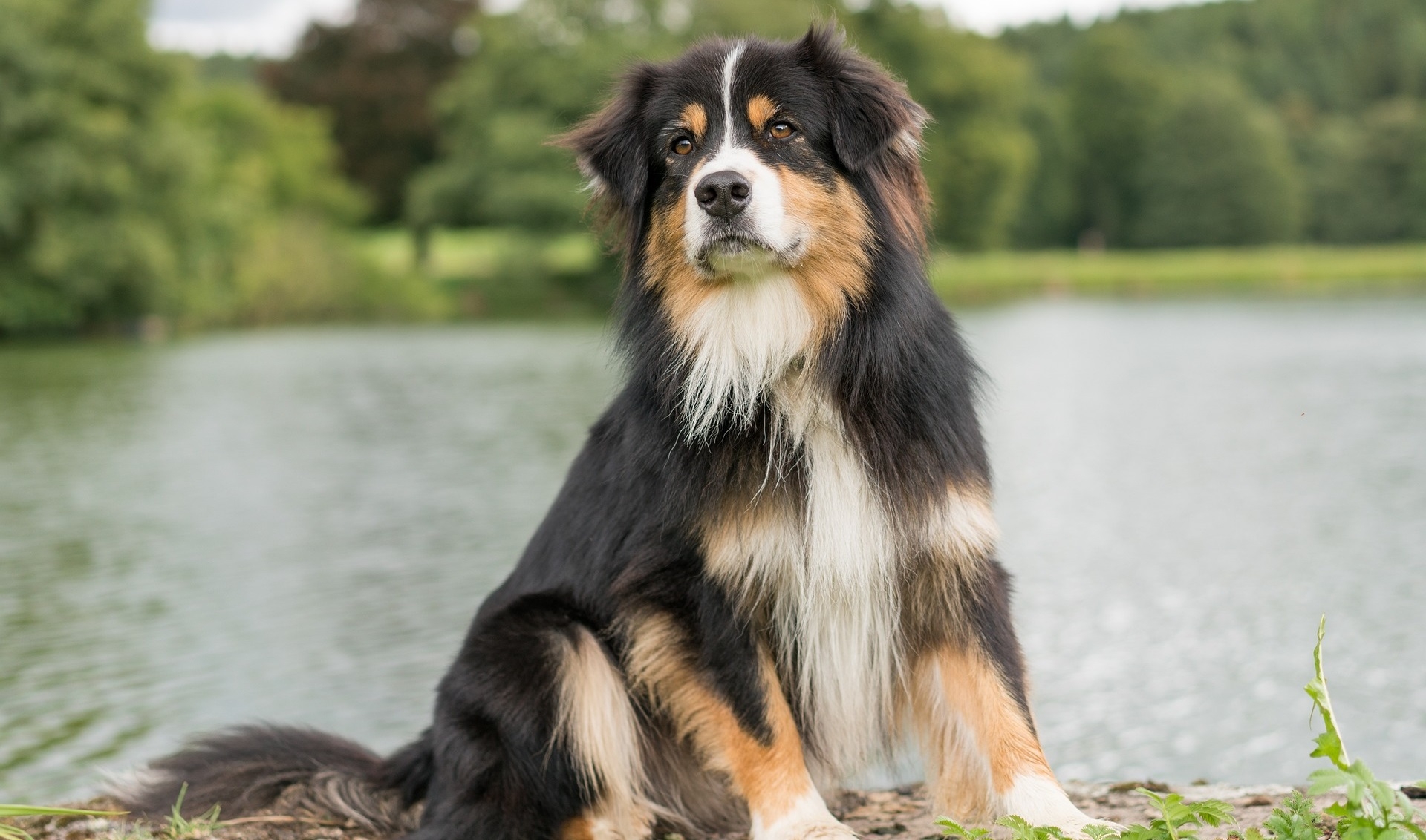 black and tan color dog