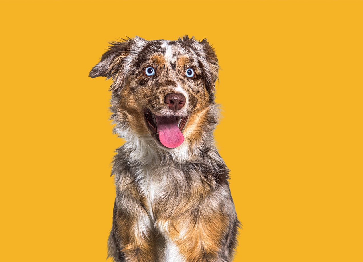 16 Dog Breeds With Blue Eyes PureWow