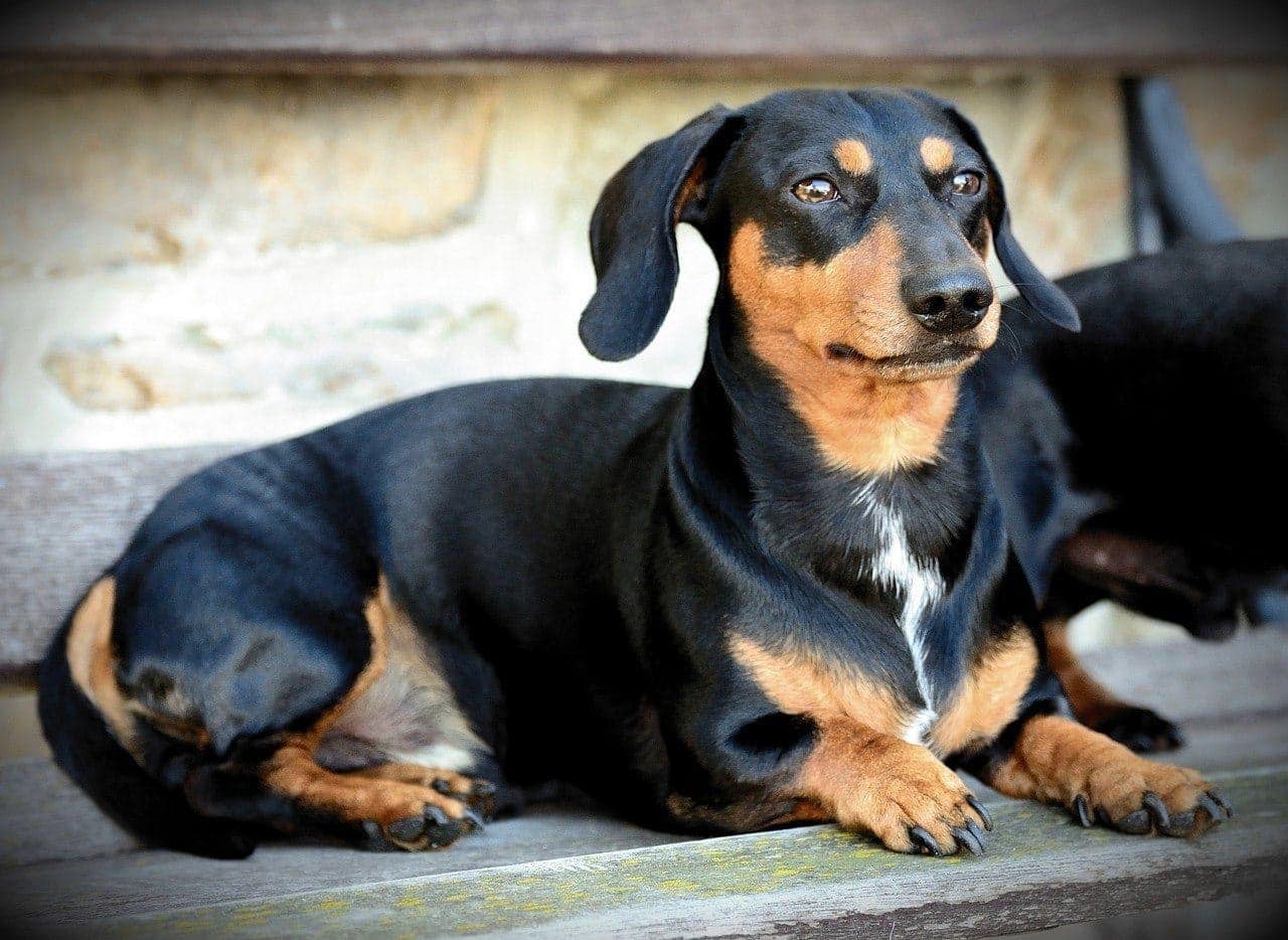 18 Black U0026 Tan Dog Breeds Info Pictures Facts U0026 History Hepper Pet Resources