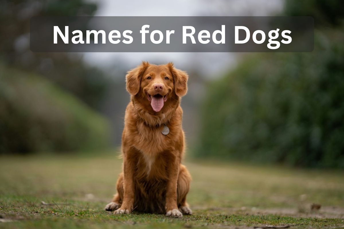 189 Red Dog Names For Your Fiery Puppy