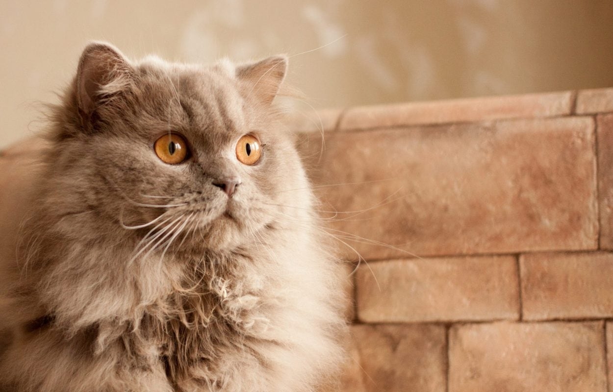 20 Rare Cat Colors And Patterns with Images Cat World