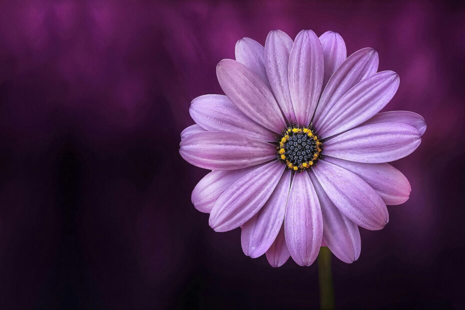 200 000 Best Purple Flowers Photos 100 Free Download Pexels Stock Photos