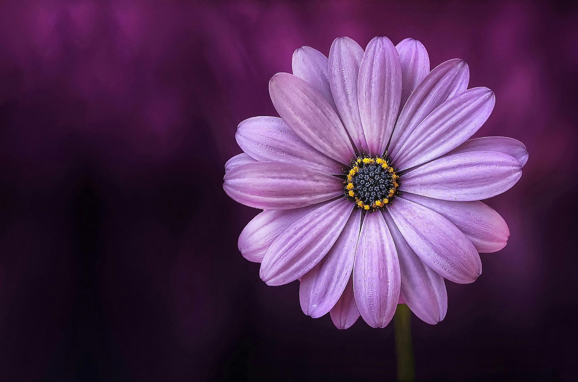 200 000 Best Purple Flowers Photos 100 Free Download Pexels Stock Photos