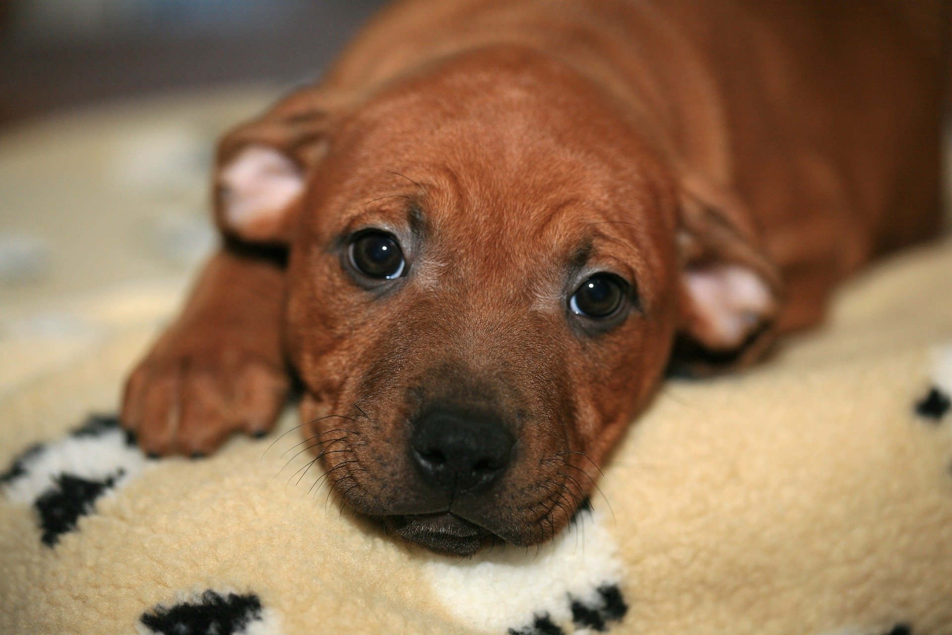 200 Red Dog Names For Your Reddish Hued Companion