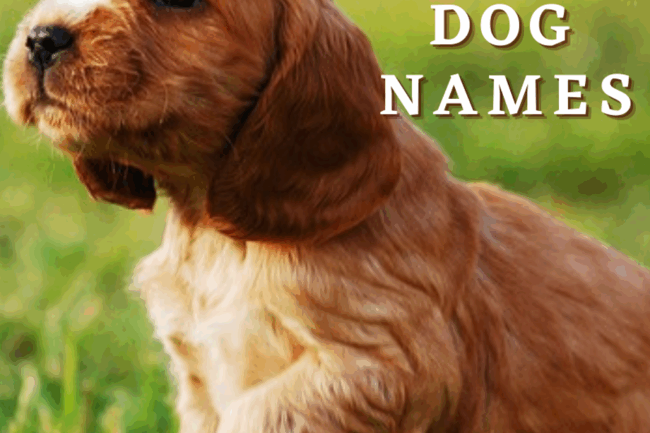 200 Red Dog Names With Meanings HubPages