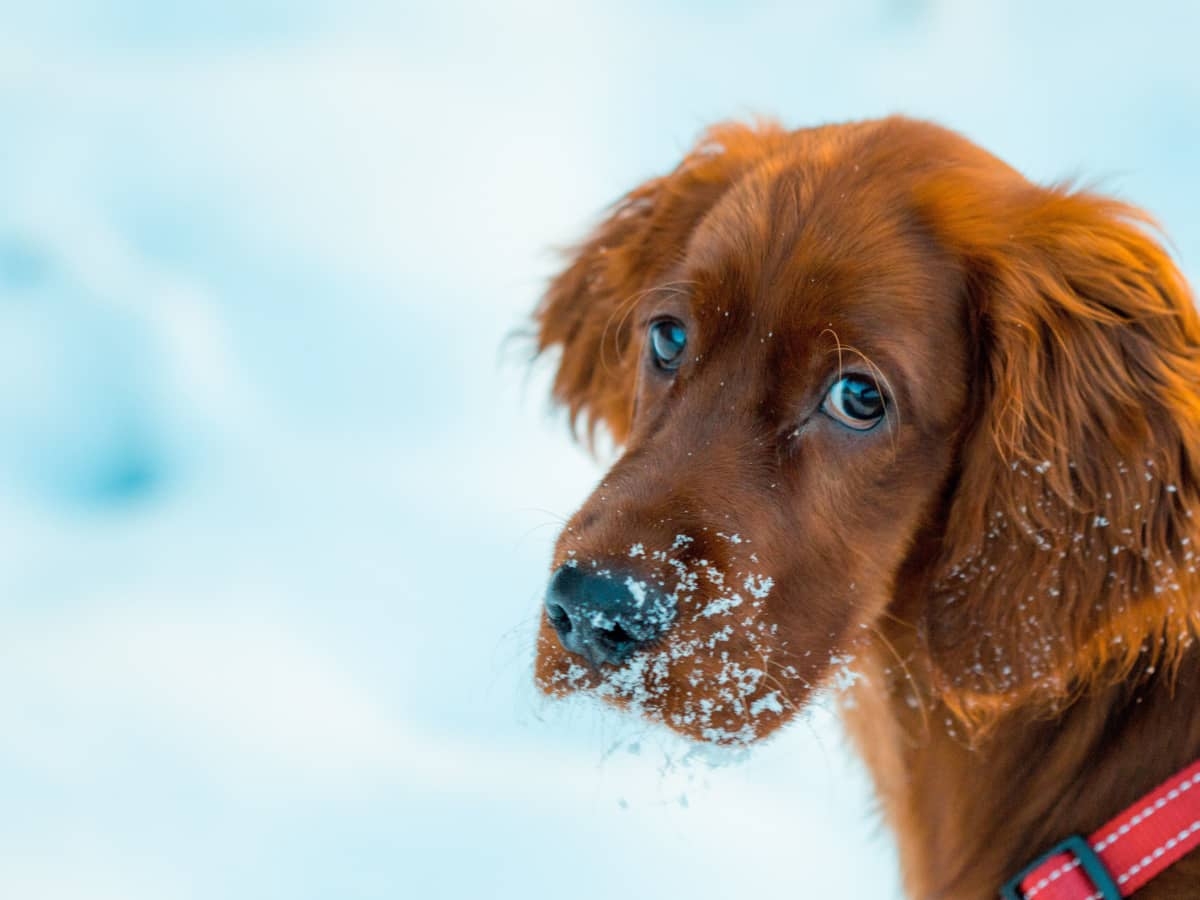 200 Unique Red And Orange Dog Names HubPages