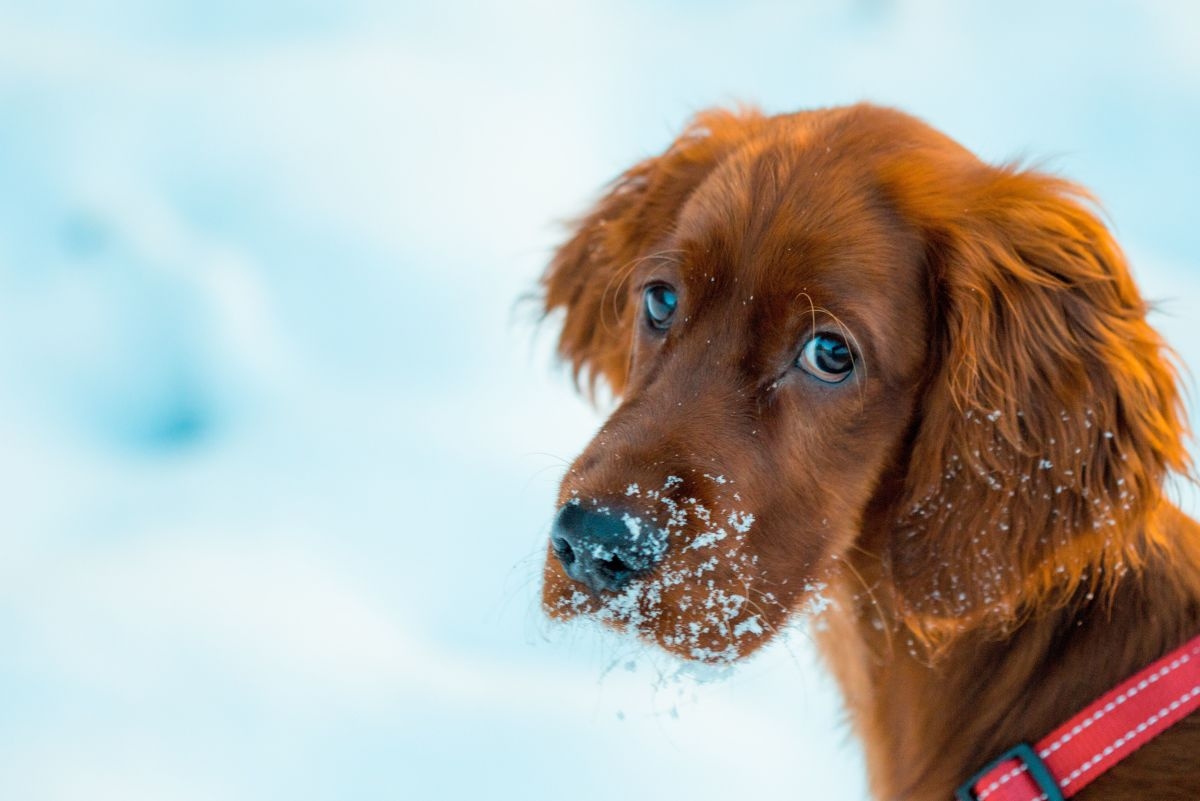 200 Unique Red And Orange Dog Names HubPages