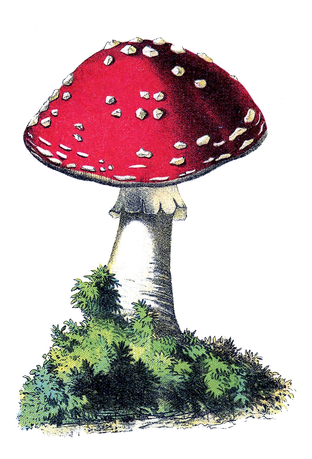 28 Mushroom Images Vintage The Graphics Fairy