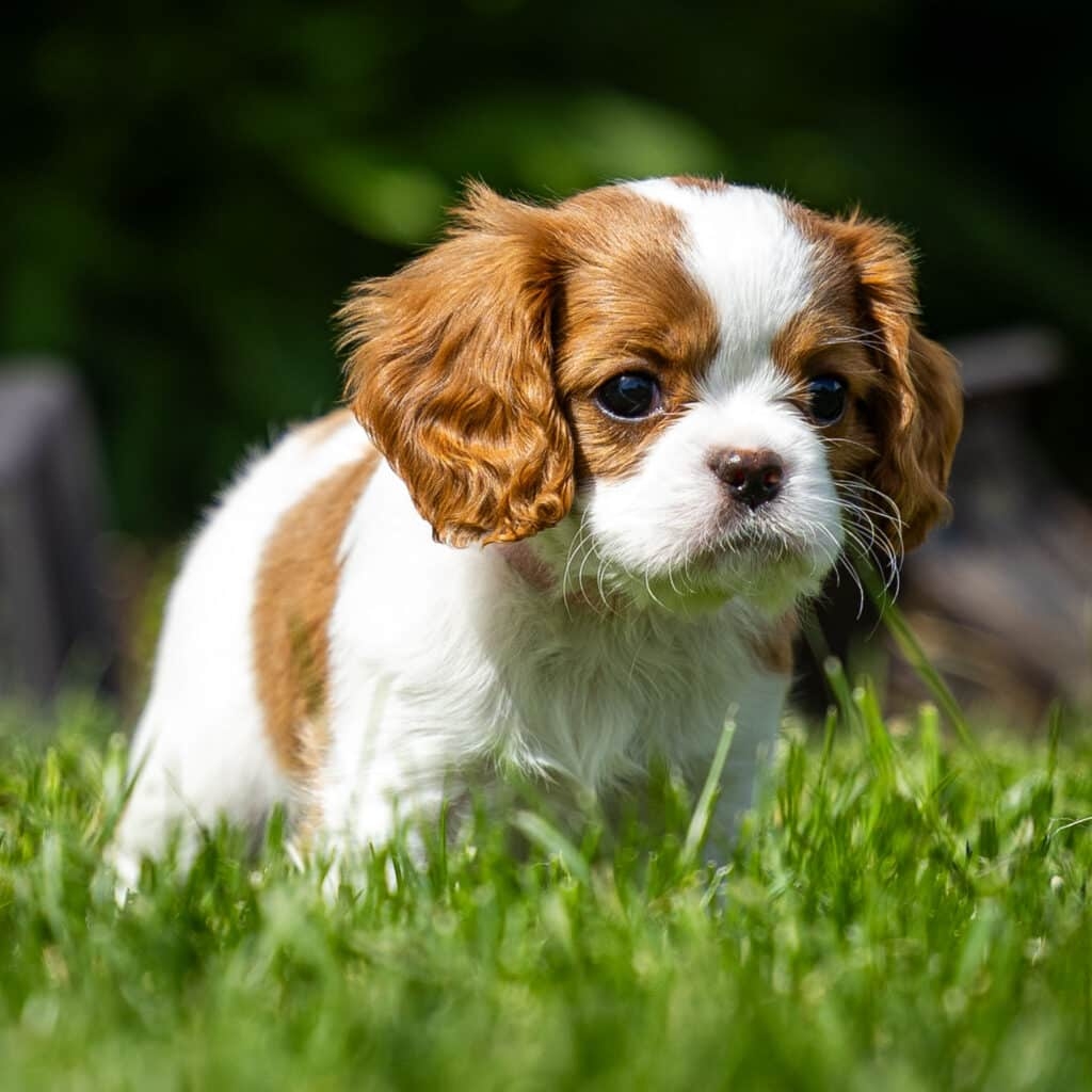 blenheim dog color