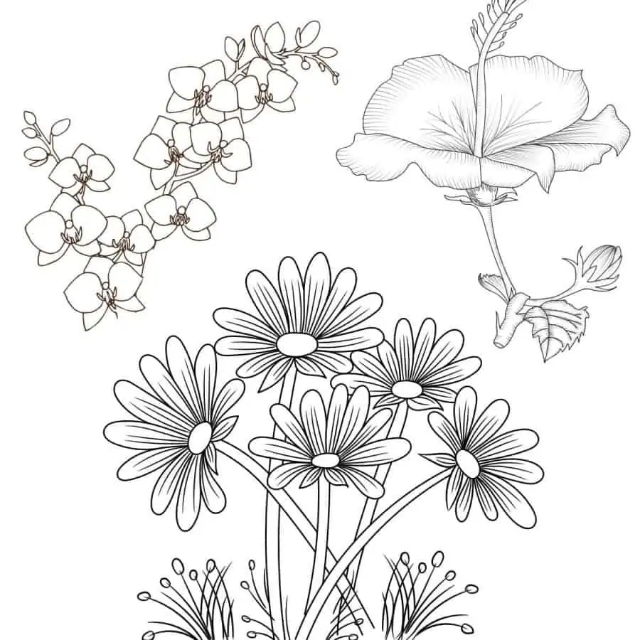 free printable flower coloring pages
