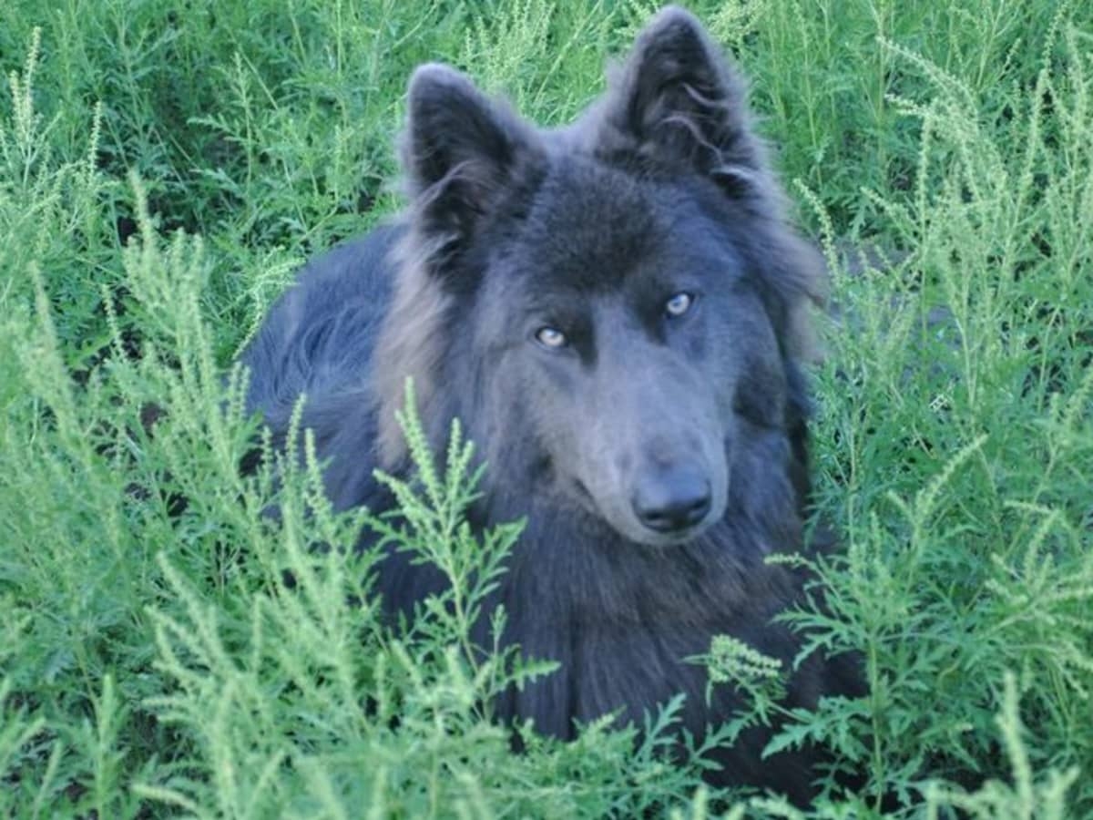 5 Blue Dog Breeds What Makes Them So Beautiful HubPages