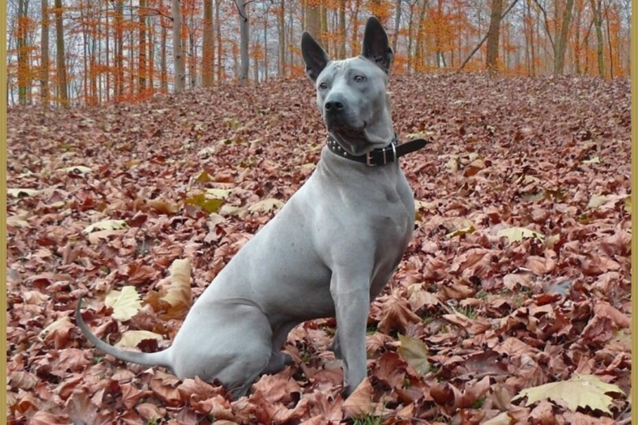 5 Blue Dog Breeds What Makes Them So Beautiful HubPages