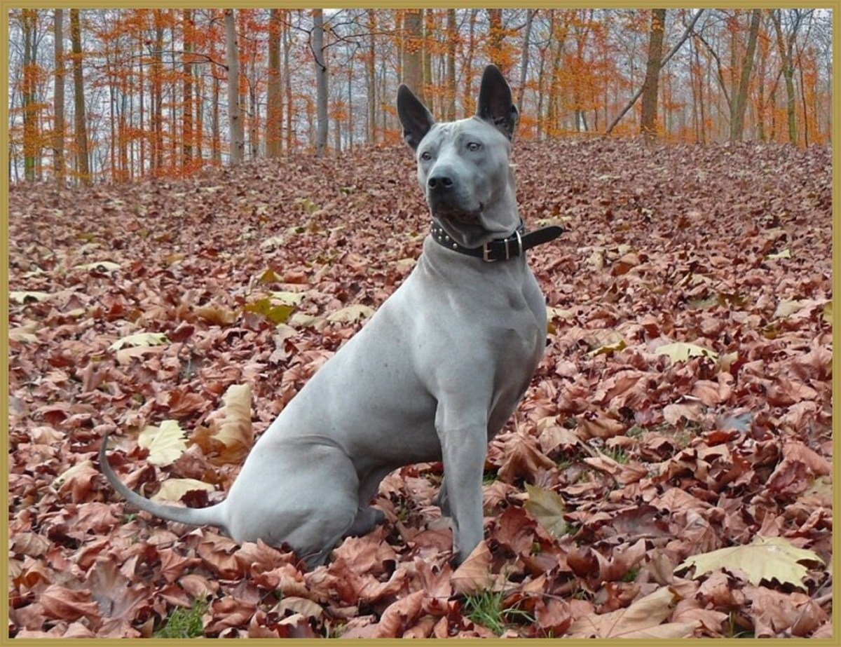 5 Blue Dog Breeds What Makes Them So Beautiful HubPages