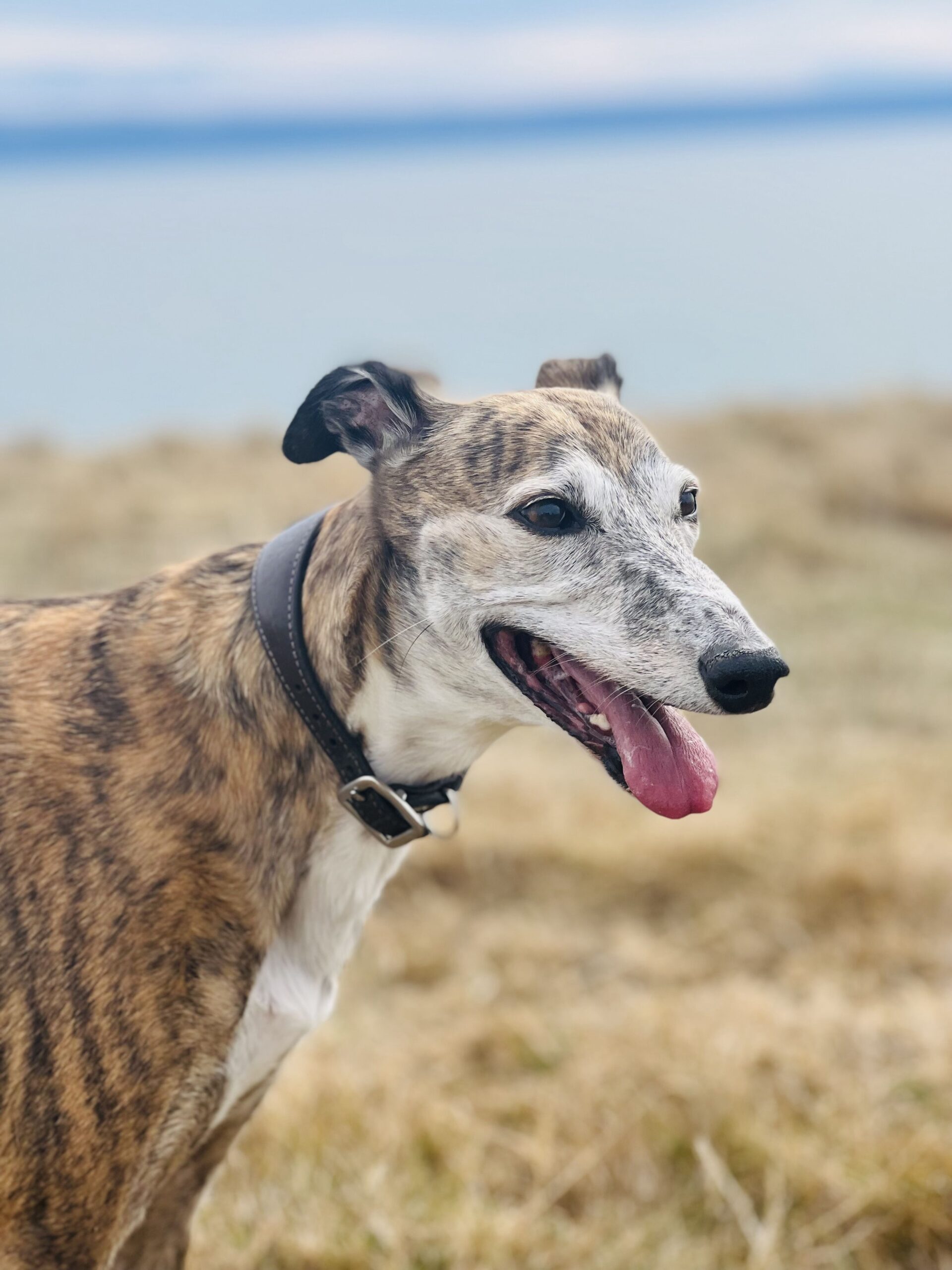 5 Brindle Dog Breeds With Beautiful Coats