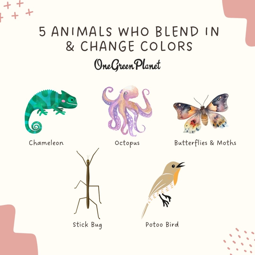 animals that can change color