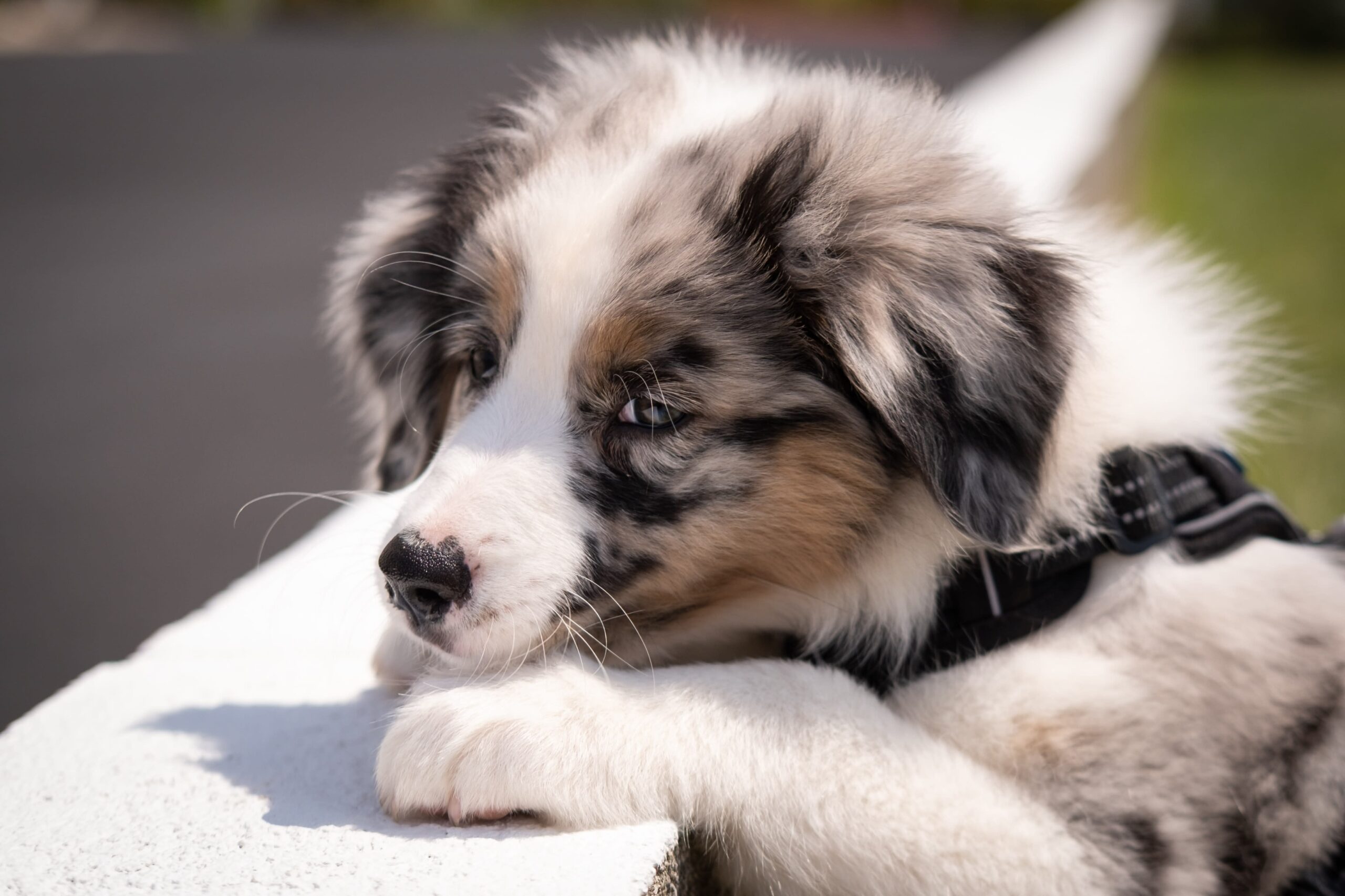 5 Dog Breeds That Can Have A Merle Coat PetHelpful