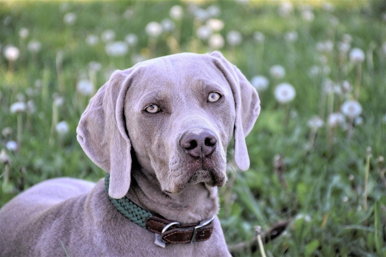 colors of weimaraner dogs
