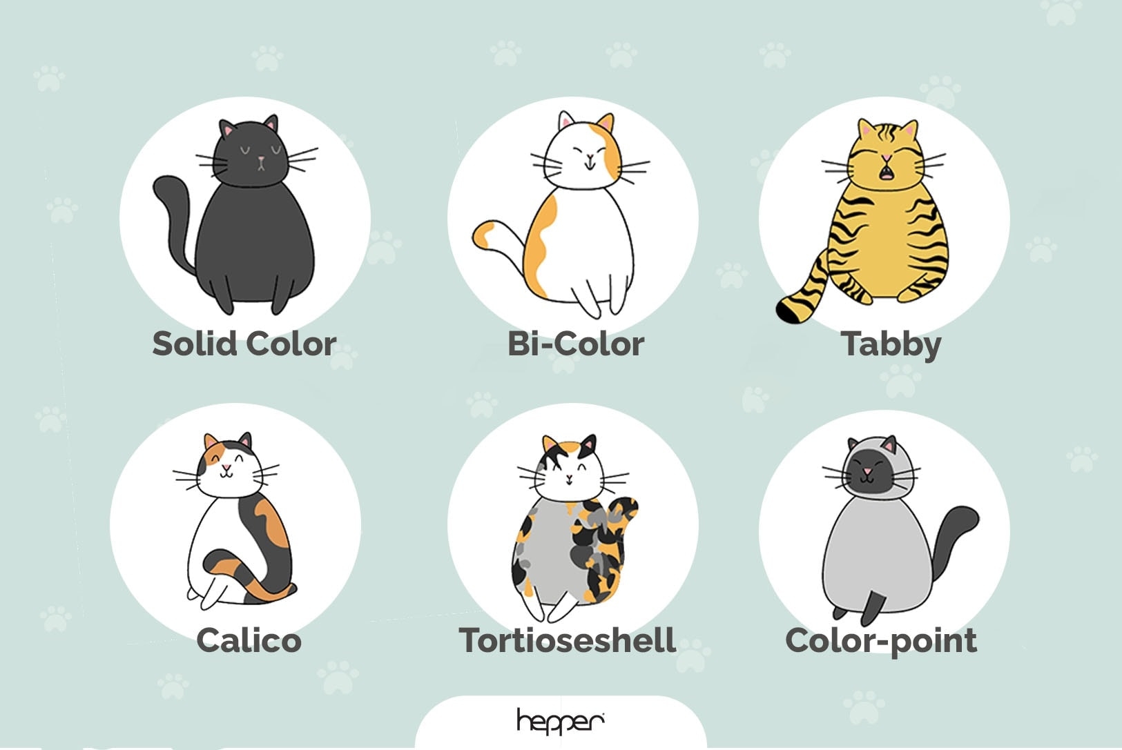 cat coats colors