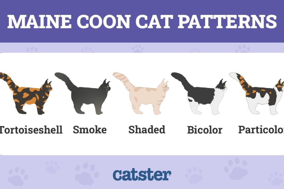 7 Types Of Maine Coon Cat Colors With Pictures Catster