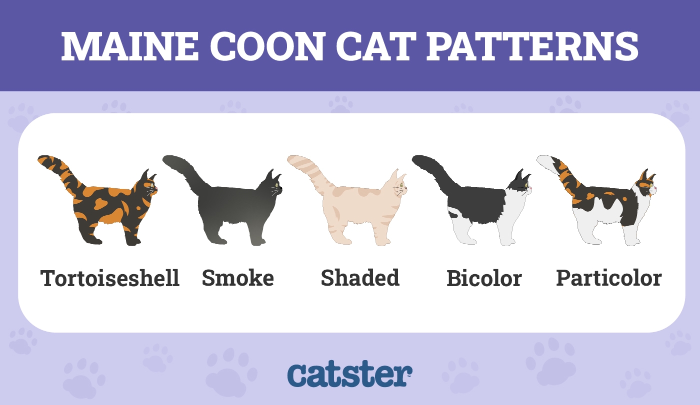 7 Types Of Maine Coon Cat Colors With Pictures Catster