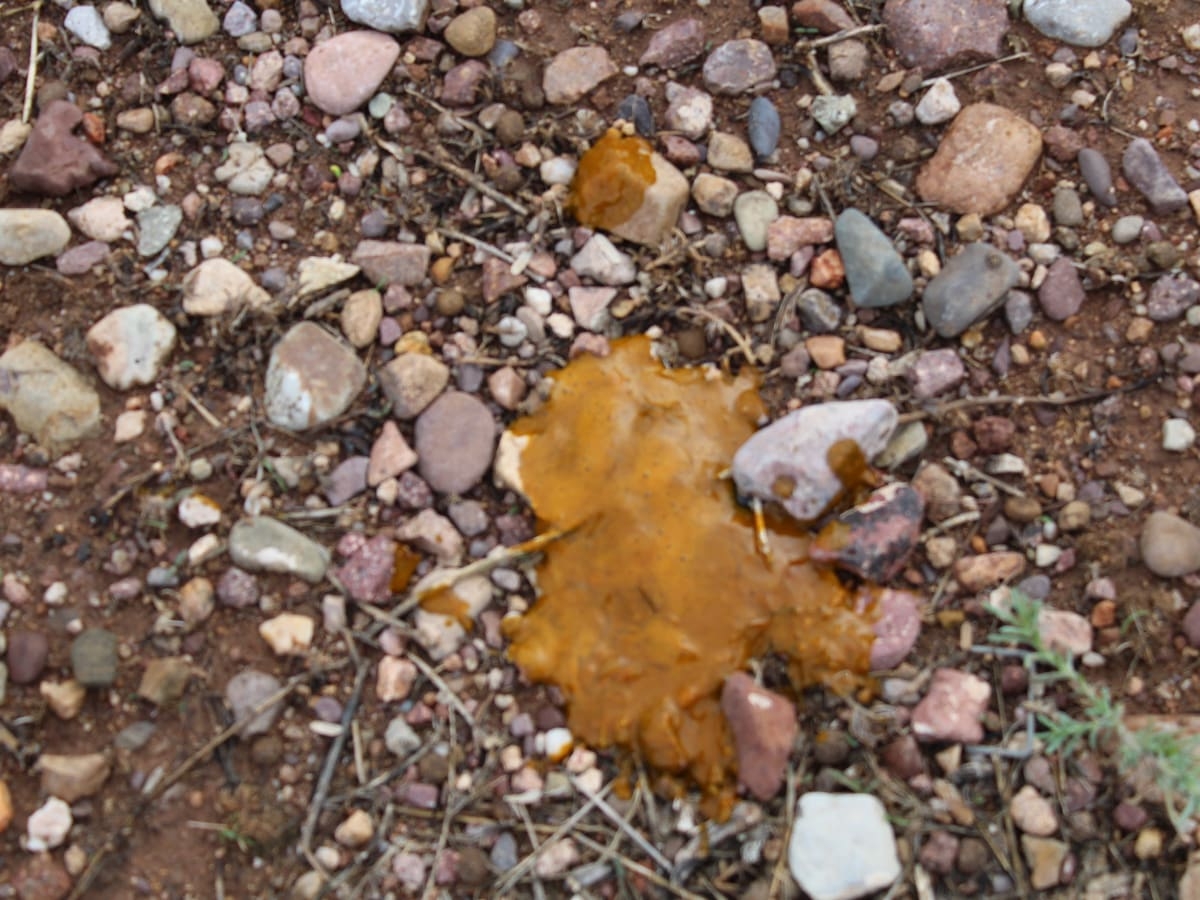 dog poop is orange color
