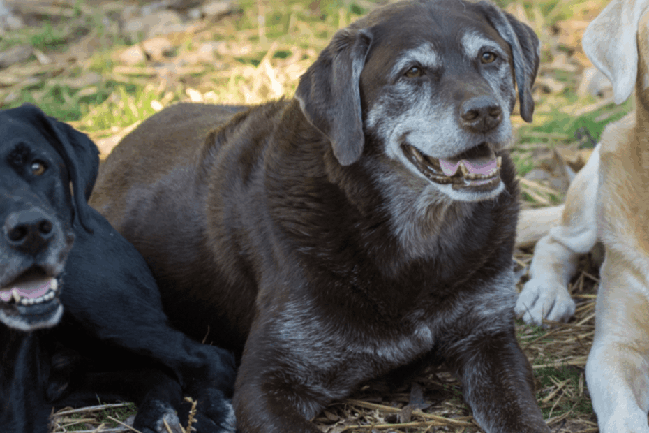 8 Colors Of Labrador Retrievers All You Need To Know Pictures HubPages