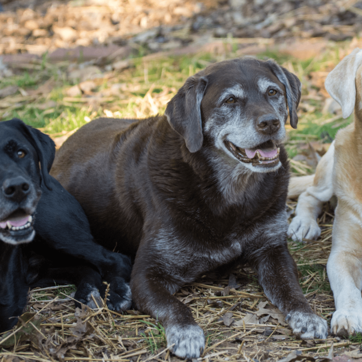 8 Colors Of Labrador Retrievers All You Need To Know Pictures 