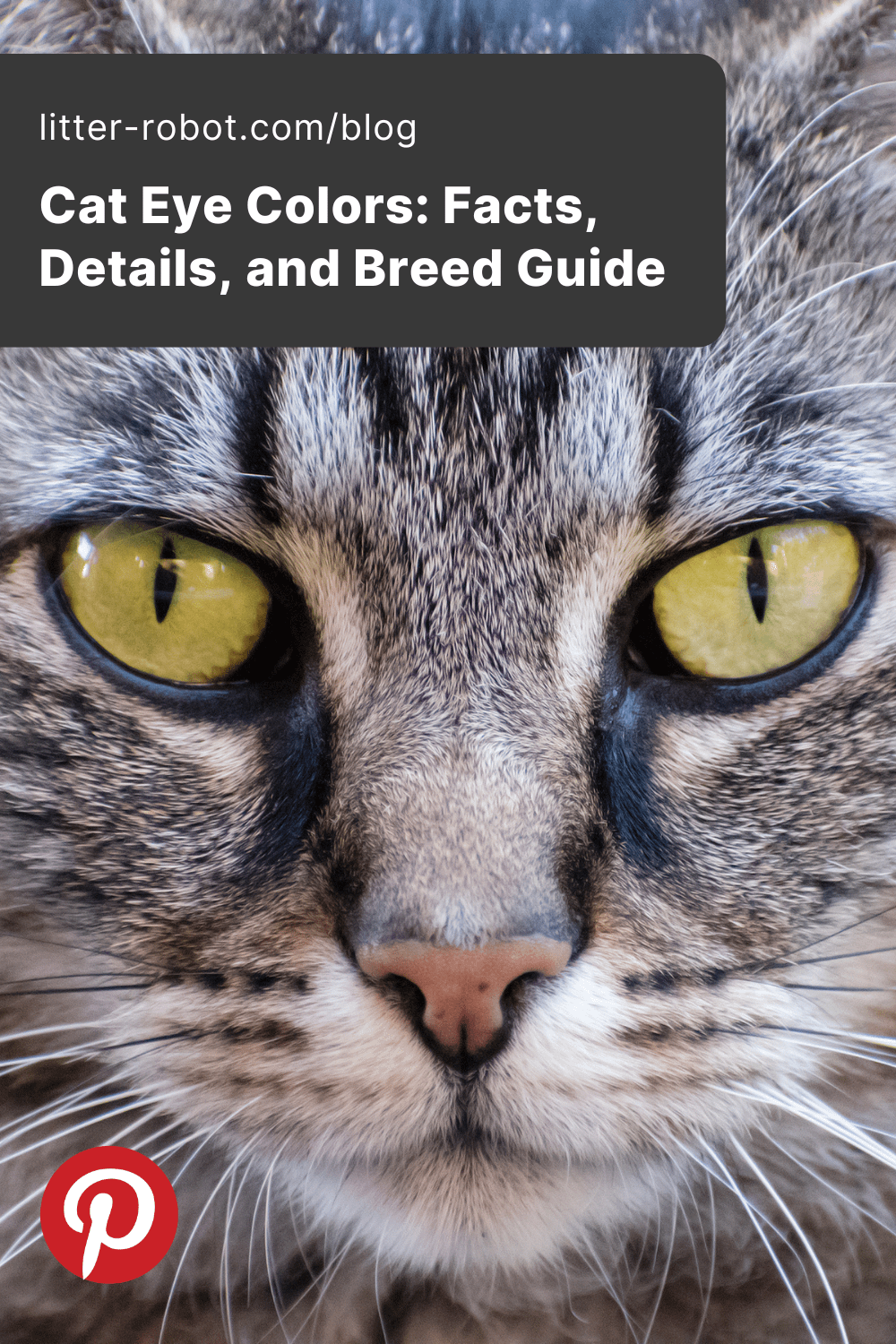 8 Most Common Cat Eye Colors Facts Details U0026 Cat Breeds