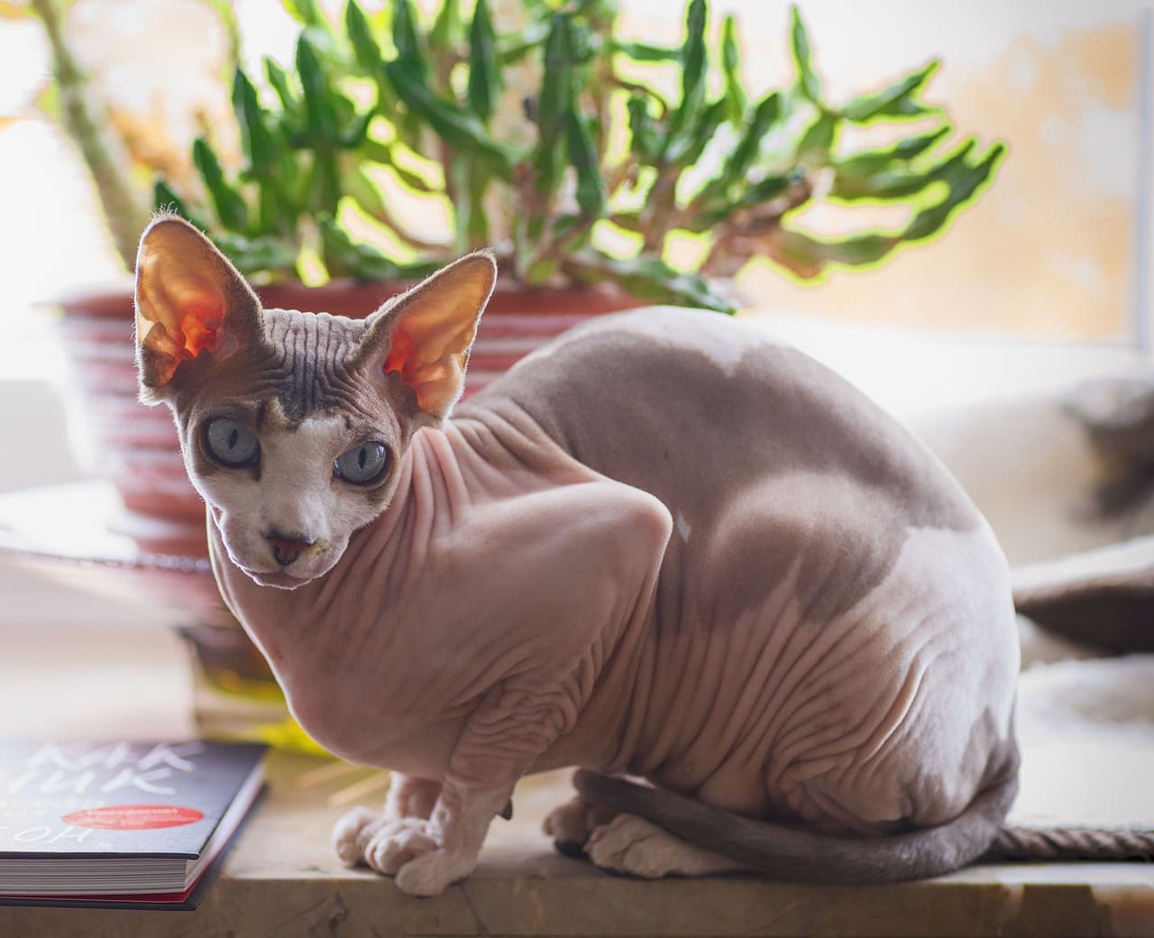 8 Sphynx Cat Colors An Overview With Pictures Hepper Pet Resources