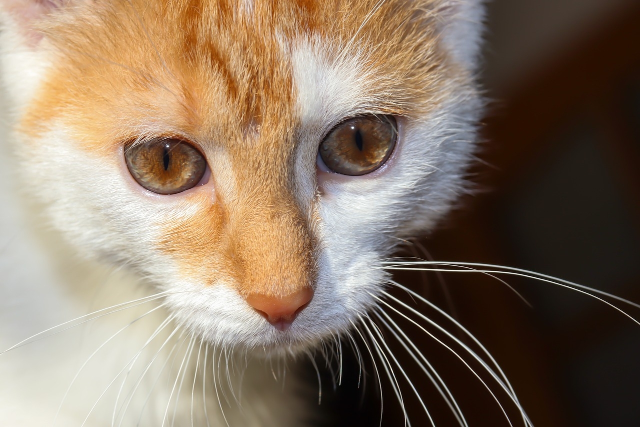most common eye color in cats