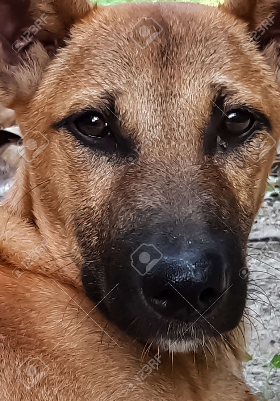dog nose color