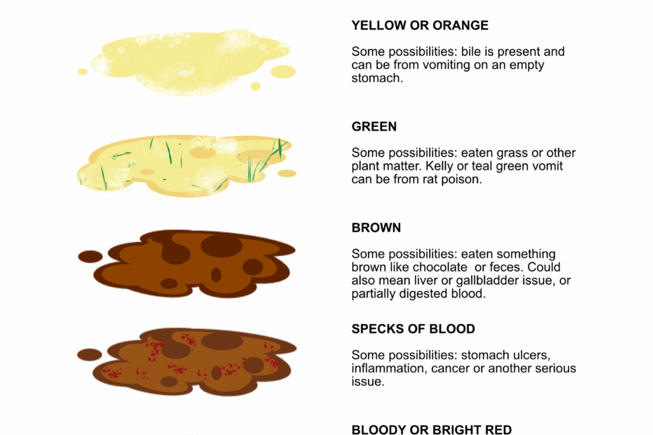 A Color And Consistency Guide To Dog Vomit PetTest By Advocate